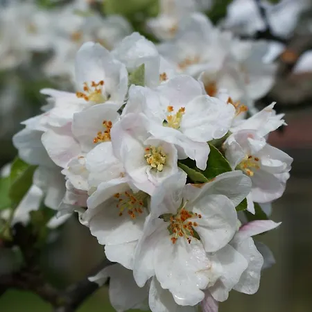 Feichtner Διαμέρισμα *