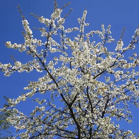 Feichtner Διαμέρισμα *