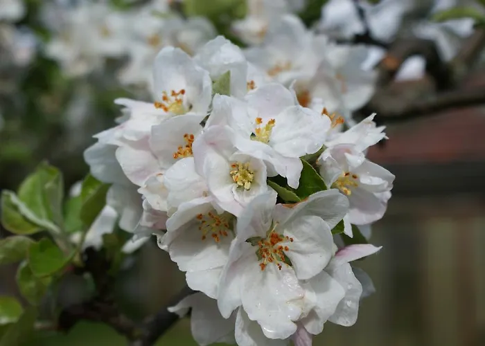 Feichtner Апартаменты *