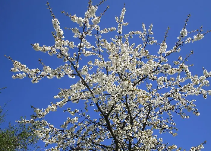 Feichtner Апартаменты *